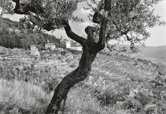 CAPONIGRO, PAUL (1932- ) "Olive Tree, Cortona, Italy."